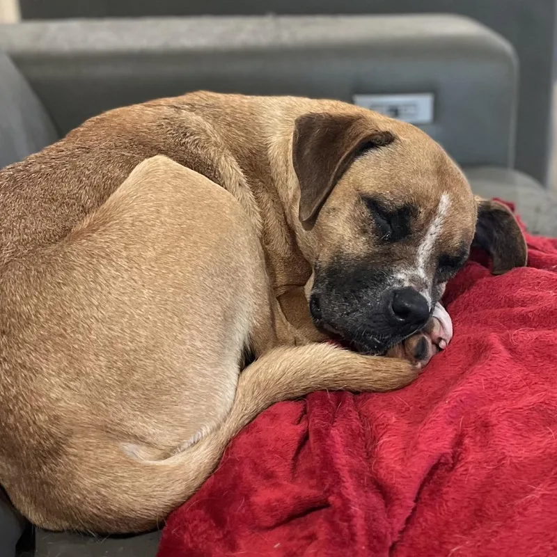An adult medium-sized female Brown / Chocolate Boxer dog named Brownie for adoption in Pittsburg, KS