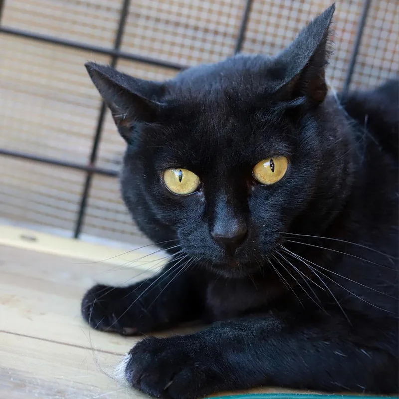 A senior small-sized female Black Domestic Short Hair cat named Sammy for adoption in Los Angeles, CA