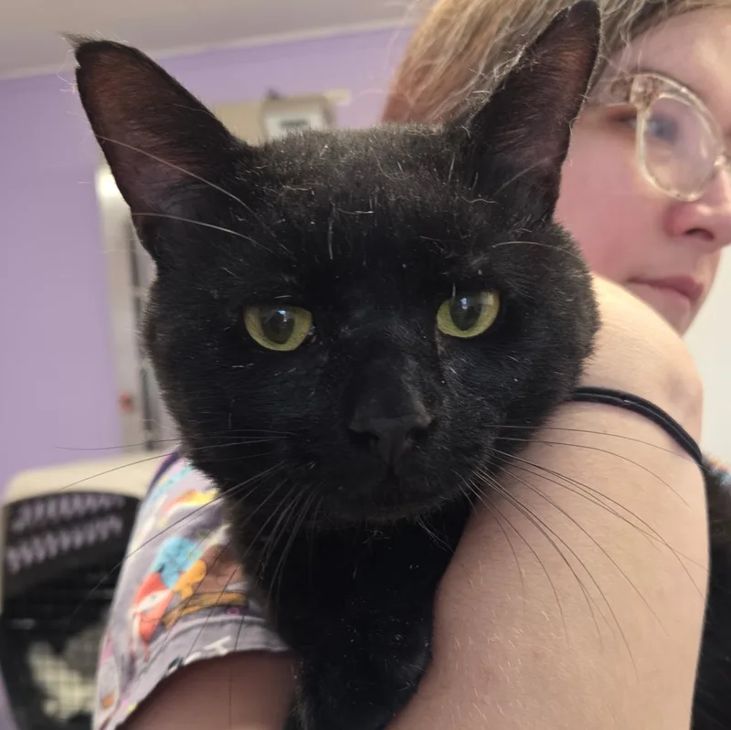 A young medium-sized male Domestic Short Hair cat named Felony for adoption in Warwick, RI