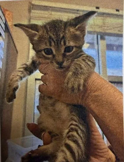 A baby medium-sized male Domestic Short Hair cat named Muffin for adoption in West Chester, PA