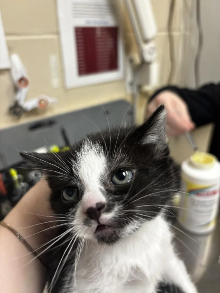 A baby small-sized female Domestic Short Hair cat named Cupcake for adoption in Wintersville, OH