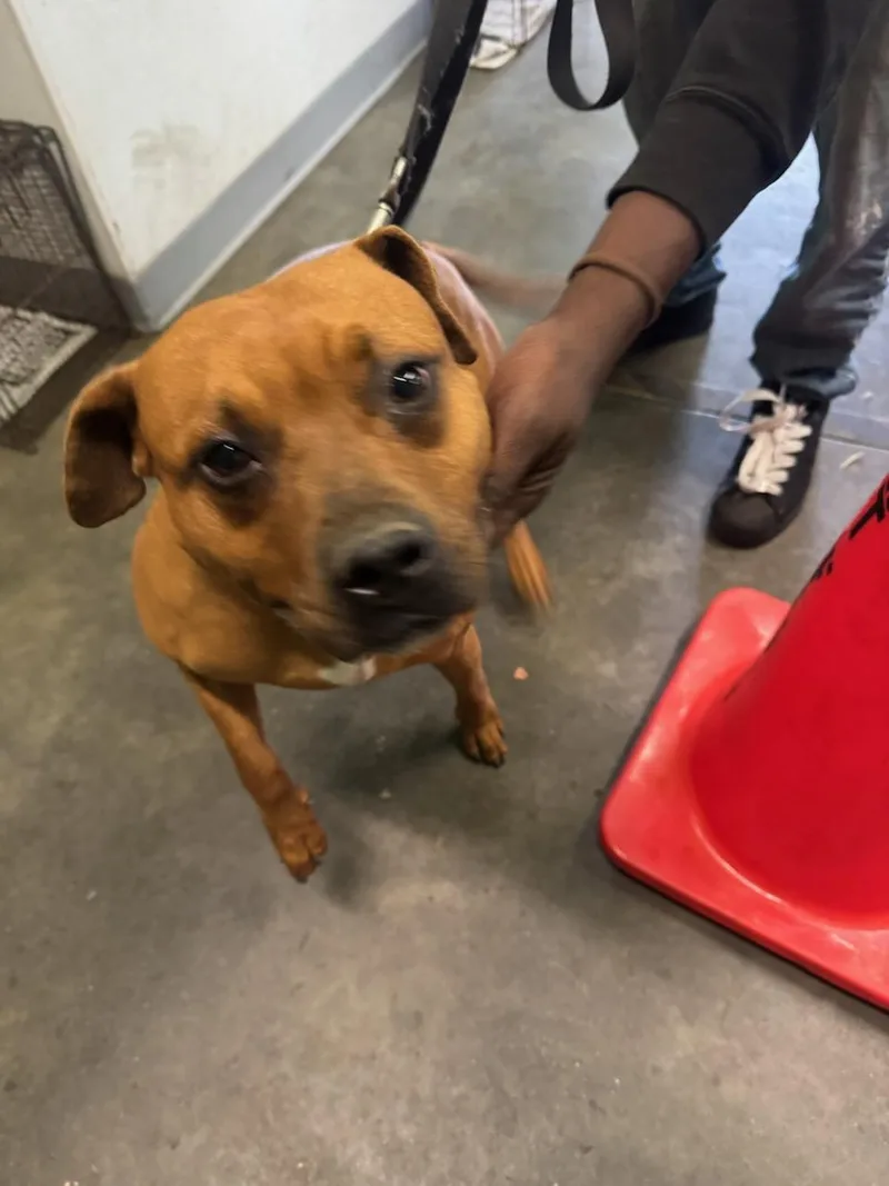 An adult large-sized female Boxer dog named Sandy for adoption in Los Angeles, CA
