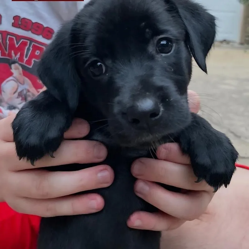 A baby small-sized male Black Labrador Retriever dog named Nutmeg for adoption in South Elgin, IL