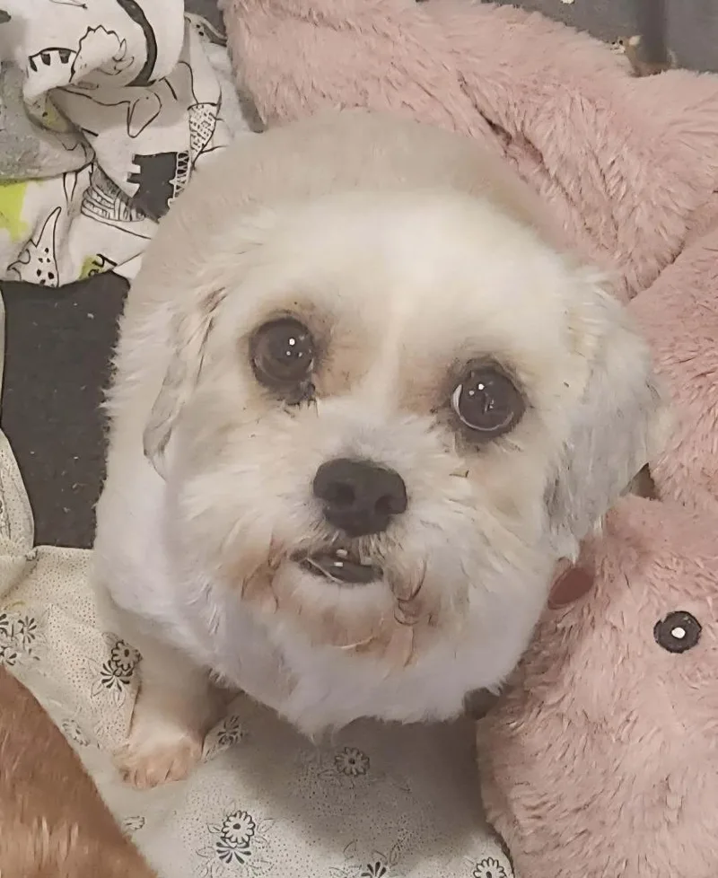 An adult medium-sized female Shih Tzu dog named Sally Rae for adoption in Republic, MO