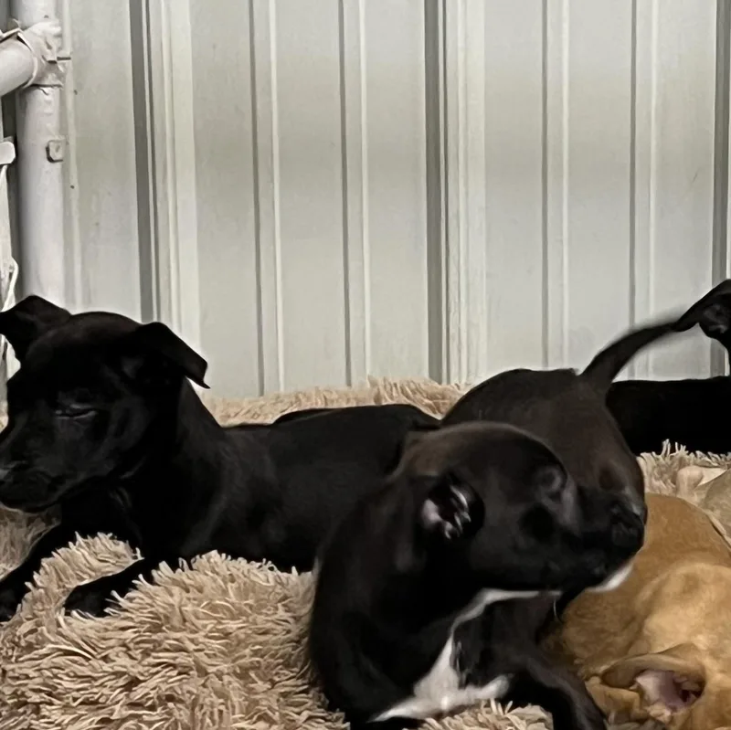 Puppies  And