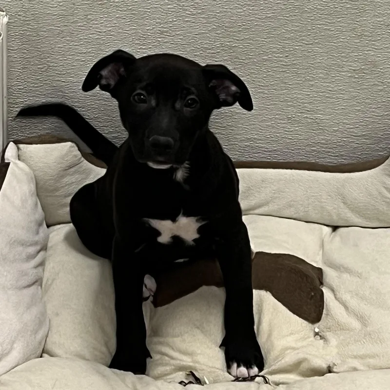Puppies  And thumbnail 2