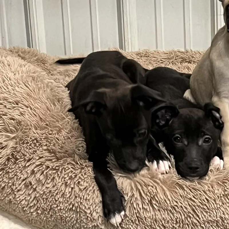 Puppies  And thumbnail 3