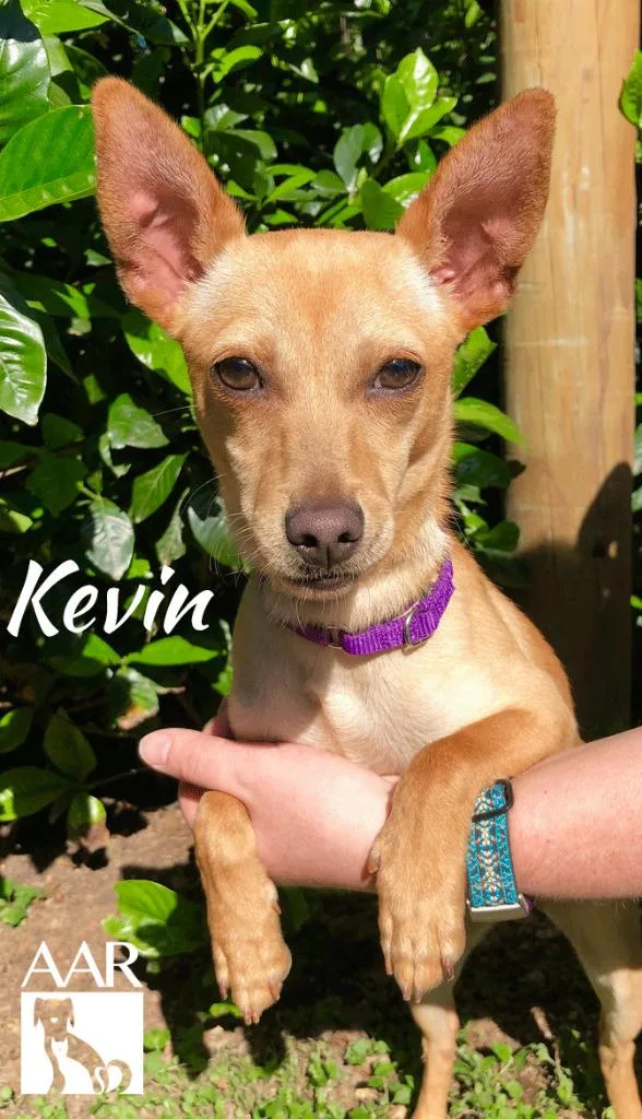 An adult small-sized male Chihuahua dog named Wally for adoption in Magnolia, TX