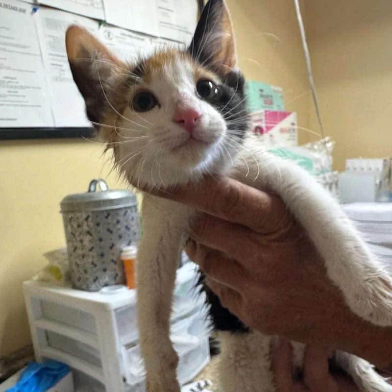 A baby small-sized female Calico Domestic Short Hair cat named Bunny for adoption in Corinth, MS