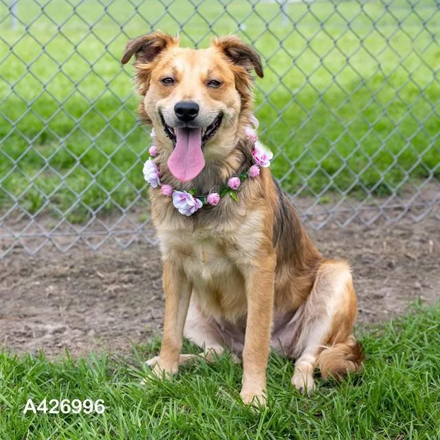 A young medium-sized female Border Collie dog named Gracelynn for adoption in Conroe, TX