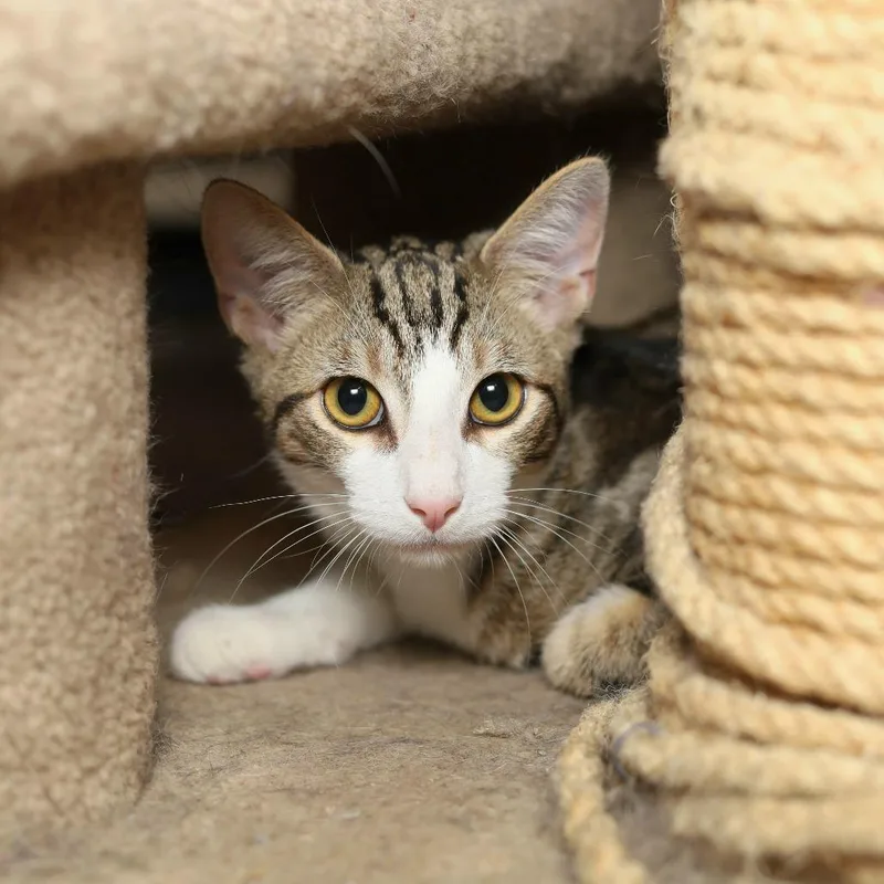 An adult small-sized male Brown / Chocolate Domestic Short Hair cat named Morris for adoption in Evansville, IN