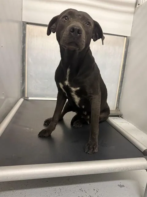 A young medium-sized female Pit Bull Terrier dog named Winnie for adoption in Conroe, TX