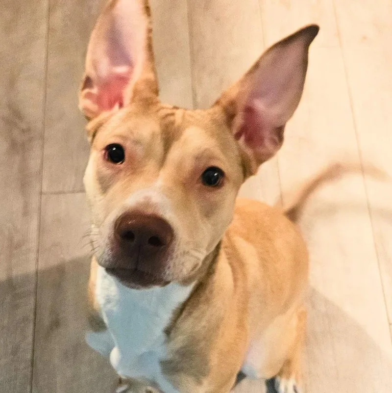 Miss Cinnamon thumbnail 2