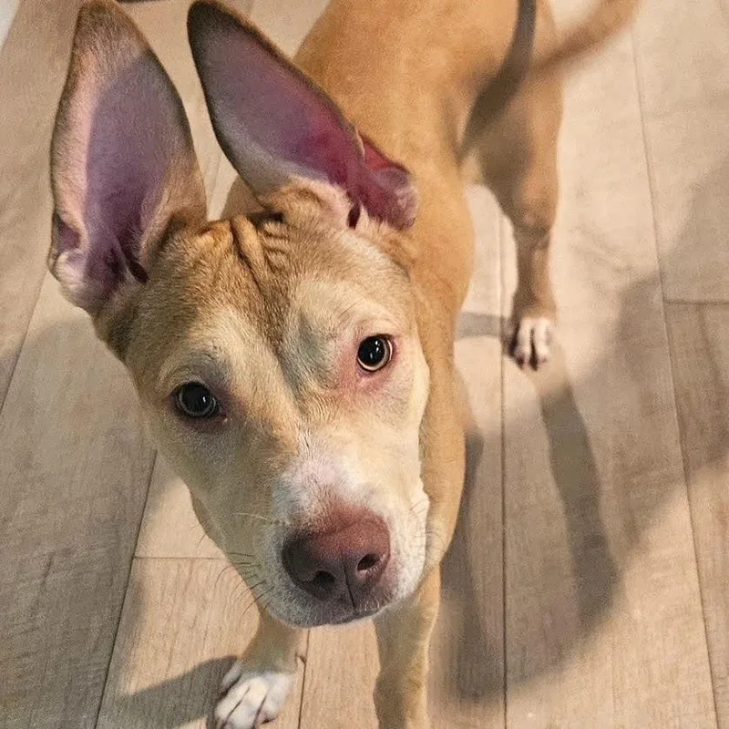 Miss Cinnamon thumbnail 3