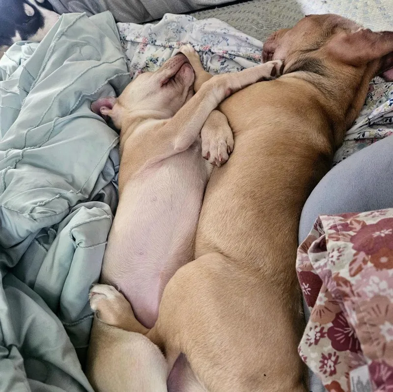 Miss Cinnamon thumbnail 4