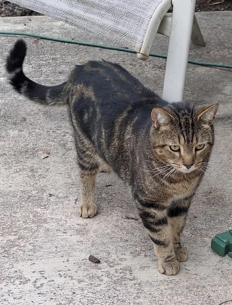 An adult medium-sized male Tabby (Brown / Chocolate) Domestic Short Hair cat named George for adoption in Seven Valleys, PA
