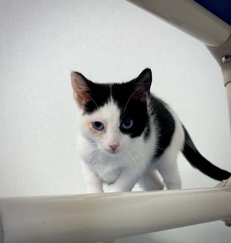 A baby small-sized female Domestic Short Hair cat named Nanner for adoption in Kalamazoo, MI