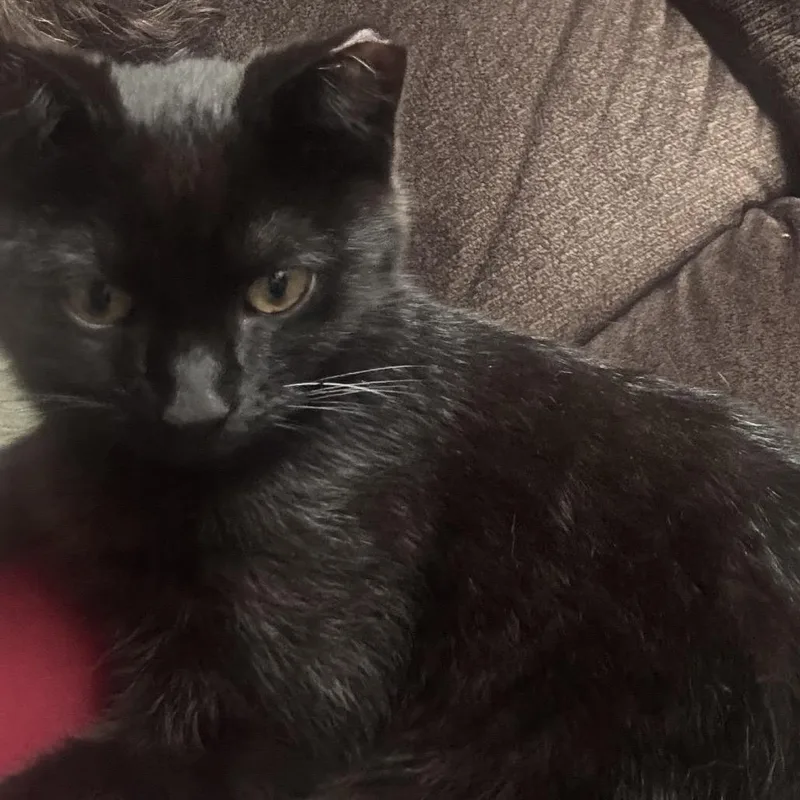 A baby small-sized male Black Domestic Short Hair cat named Officer Smith for adoption in Mount Laurel, NJ