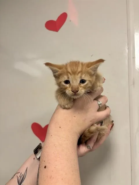 A baby small-sized male Domestic Short Hair cat named Flash for adoption in Ontario, CA