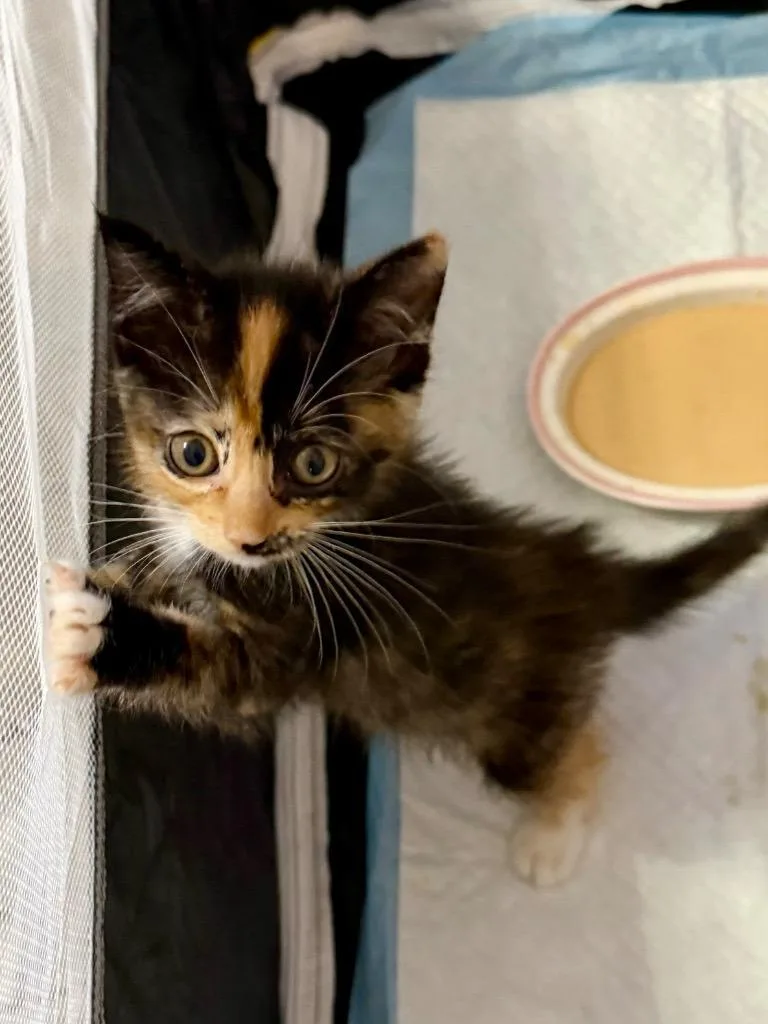 A baby medium-sized female Domestic Short Hair cat named Maybelle for adoption in Spring, TX