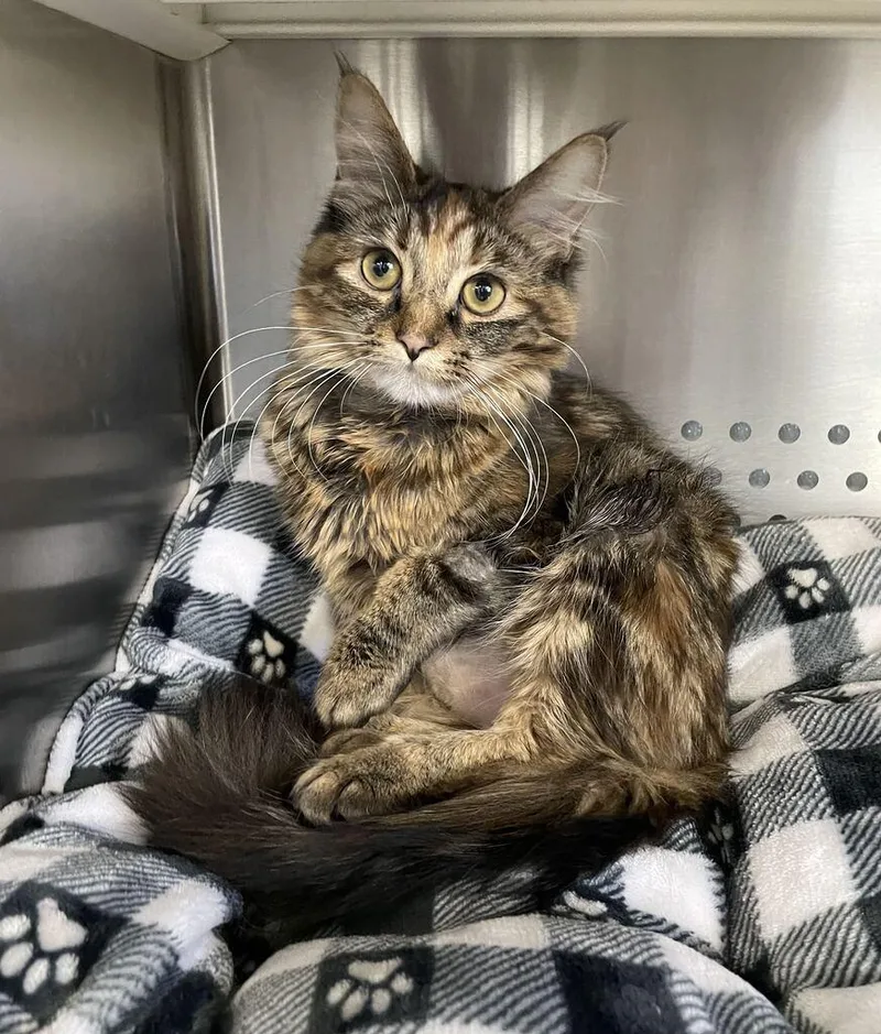 A baby small-sized female Domestic Medium Hair cat named Izzy for adoption in Jackson, MI