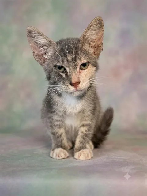 A baby small-sized female Domestic Short Hair cat named Kiwi for adoption in Jacksonville, FL