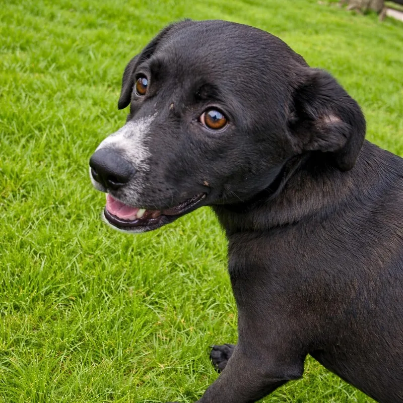 A baby medium-sized female Black Mixed Breed dog named Frankie for adoption in Pittsburg, KS