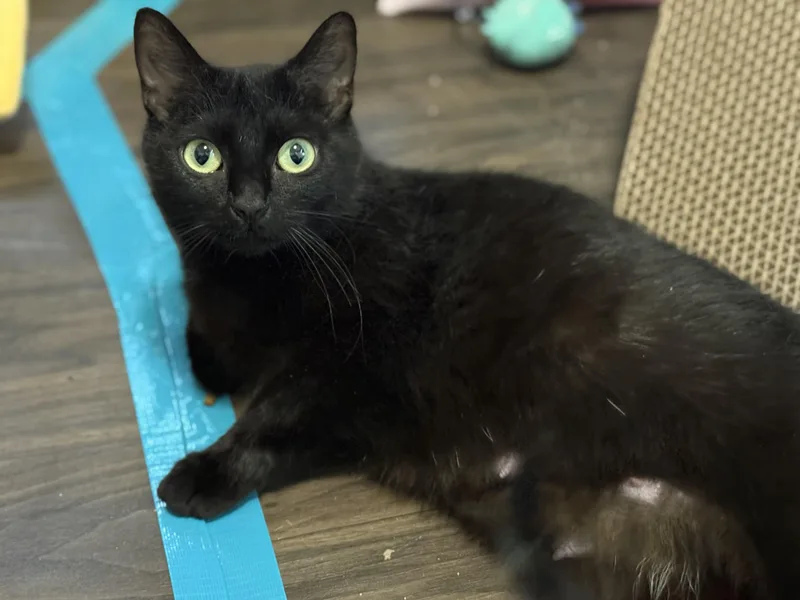 An adult medium-sized female Black Domestic Short Hair cat named Voidella for adoption in Port Washington, WI