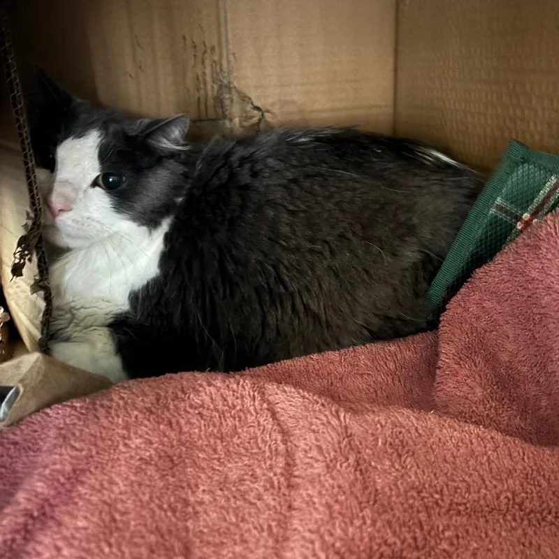 An adult large-sized male Gray / Blue / Silver Domestic Medium Hair cat named Finn for adoption in Dover, NH