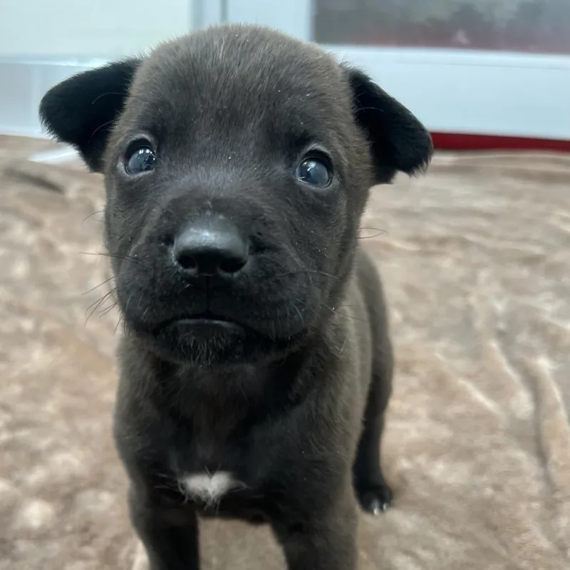 A baby medium-sized male Brown / Chocolate Rottweiler dog named Chaca for adoption in Murray, UT