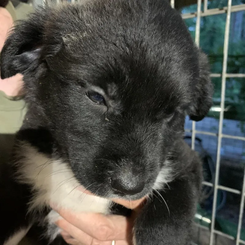 A baby large-sized female Black Great Pyrenees dog named Andrea for adoption in Wadena, MN