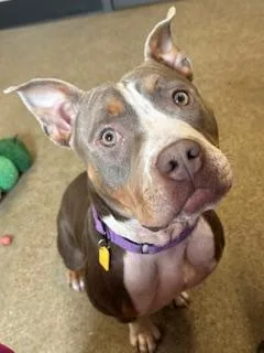 Plumeria thumbnail 2