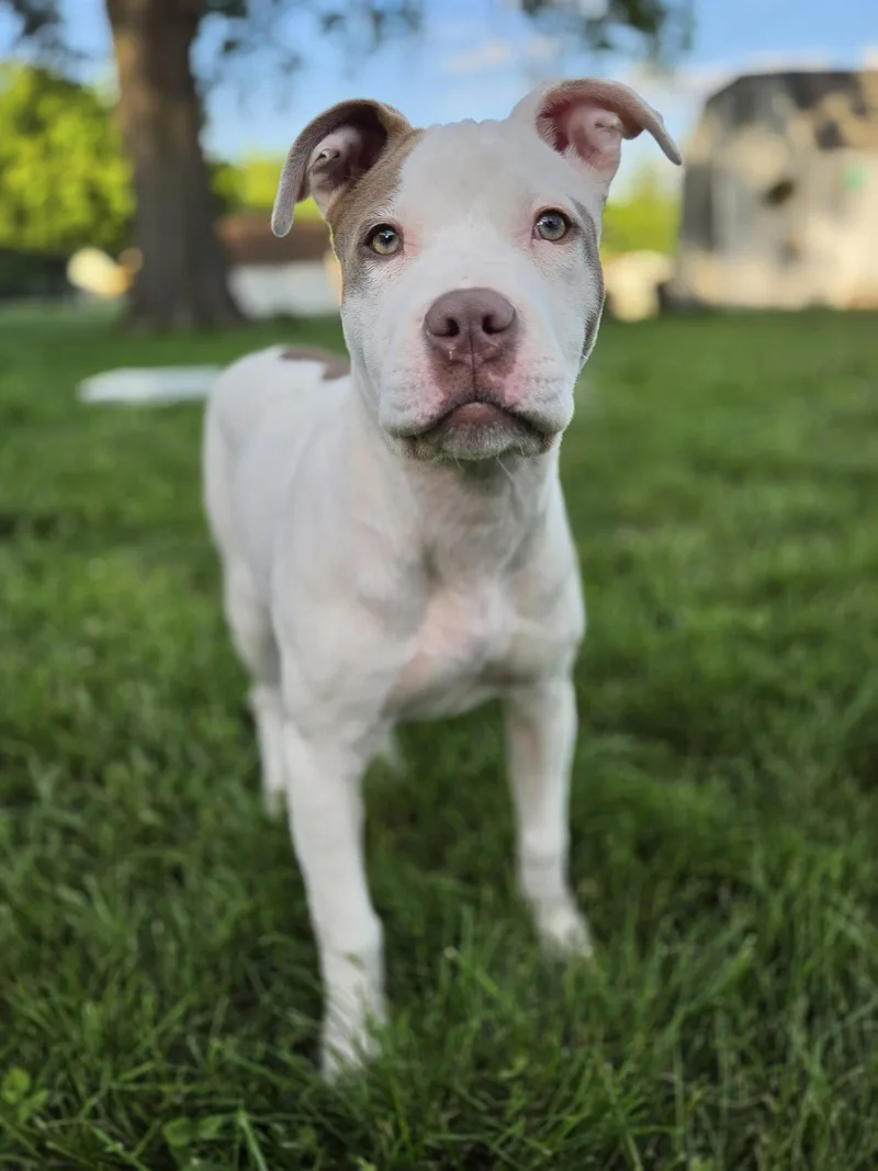 A baby medium-sized female Terrier dog named Elowen for adoption in St. Louis, MO