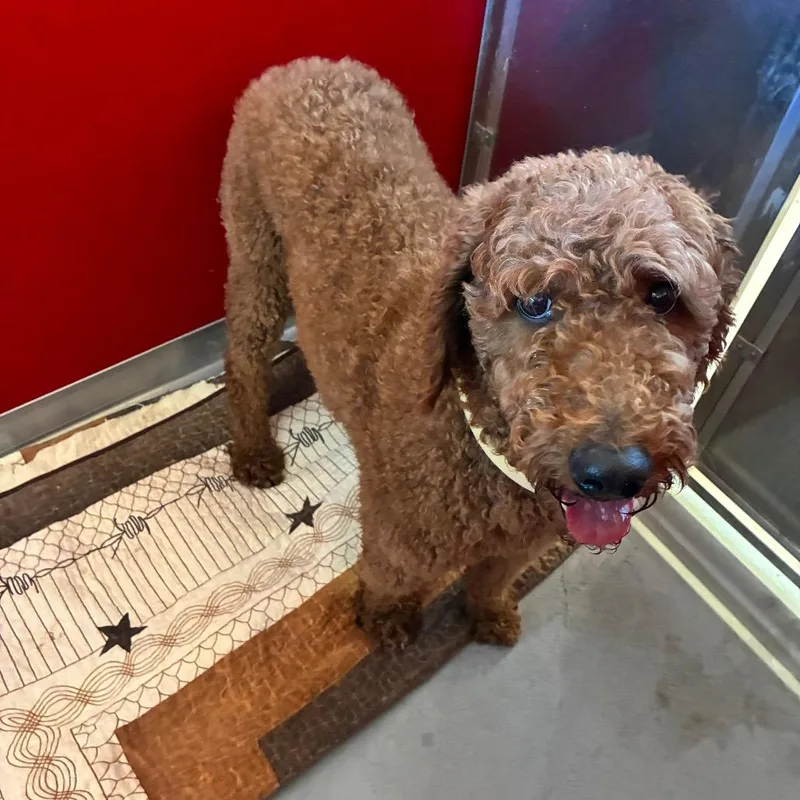 An adult large-sized male Brown / Chocolate Standard Poodle dog named Theo for adoption in Torrey, UT
