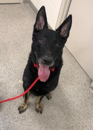 An adult large-sized male German Shepherd Dog dog named Grimm for adoption in Fishers, IN