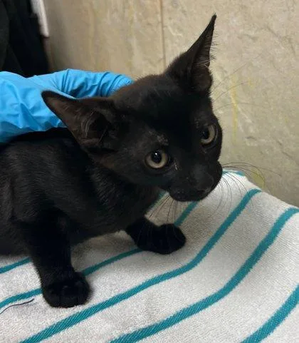 A baby small-sized male Domestic Short Hair cat named Harry for adoption in Honolulu, HI