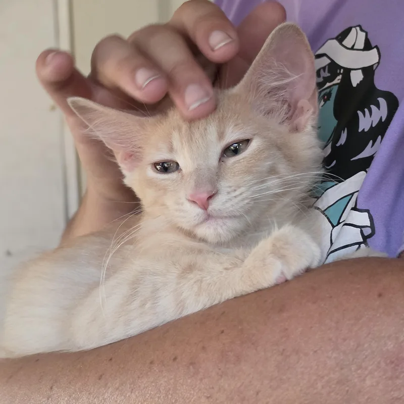 A baby medium-sized male Orange & White Tabby cat named Meatball for adoption in Springfield, OR