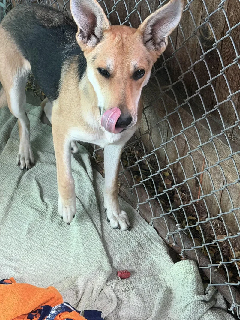 An adult medium-sized female Carolina Dog named Foxy for adoption in Monte Vista, CO