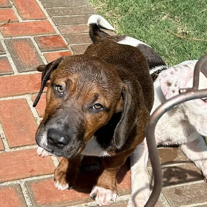 A baby large-sized male Brown / Chocolate Mixed Breed dog named Mcwane for adoption in Brownsboro, AL