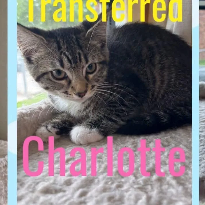 A baby small-sized female Brown / Chocolate Domestic Short Hair cat named Charlotte for adoption in Kansas City, MO