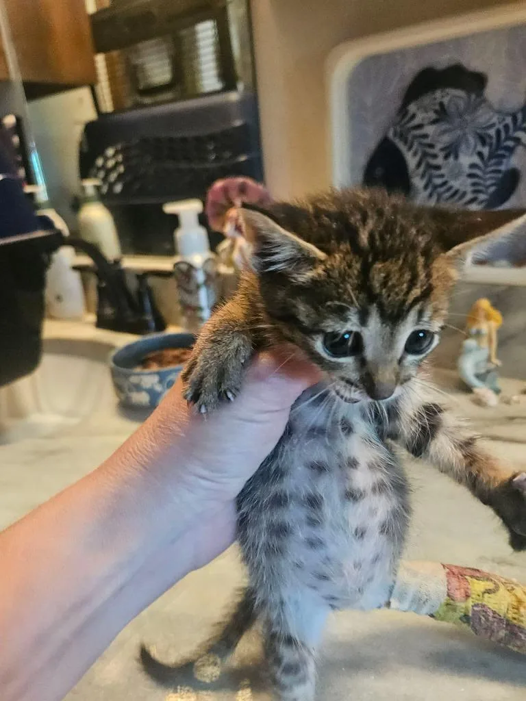 A baby small-sized female Domestic Short Hair cat named Serenity for adoption in Ada, OK