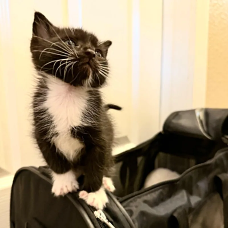 A baby small-sized male Black Domestic Short Hair cat named Topaz for adoption in Antioch, CA