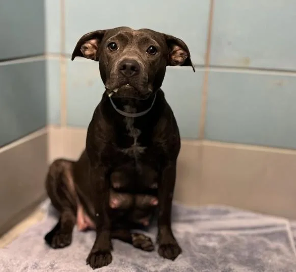 A young medium-sized female Staffordshire Bull Terrier dog named Katarina for adoption in Houston, TX