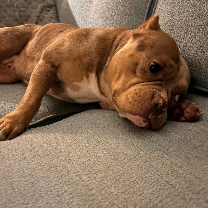 A young medium-sized female Red / Chestnut / Orange American Bully dog named Maude for adoption in Cleveland, OH