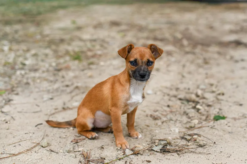 A baby medium-sized female Yellow / Tan / Blond / Fawn Mixed Breed dog named Tessa for adoption in BONIFAY, FL