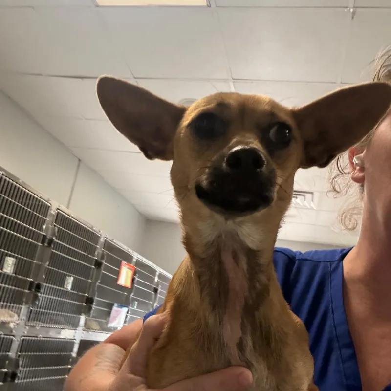 An adult small-sized female Mixed Breed dog named Tiny Diamond for adoption in Greenville, SC