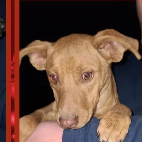 A young medium-sized male Apricot / Beige Labrador Retriever dog named Prancer for adoption in Kermit, TX