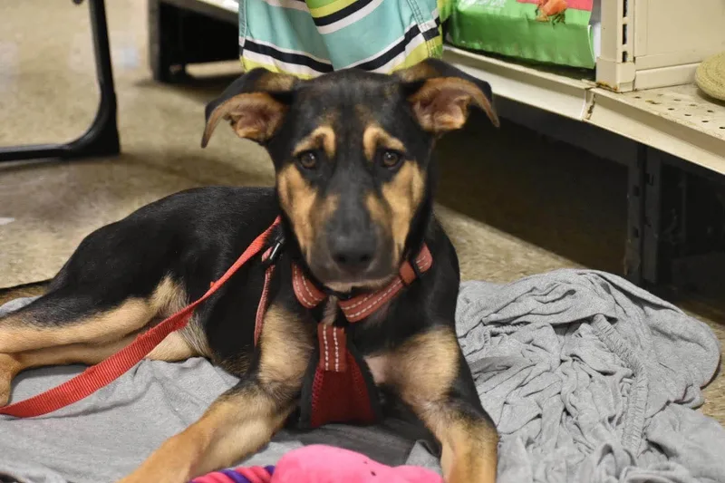 A baby medium-sized female Mixed Breed dog named Harley for adoption in Griswold, CT