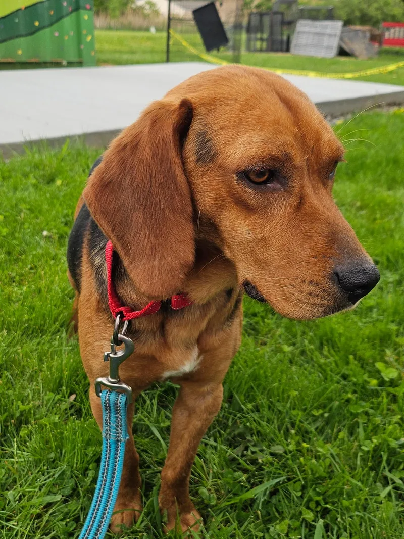 An adult medium-sized male Brown / Chocolate Beagle dog named Bert for adoption in Elyria, OH