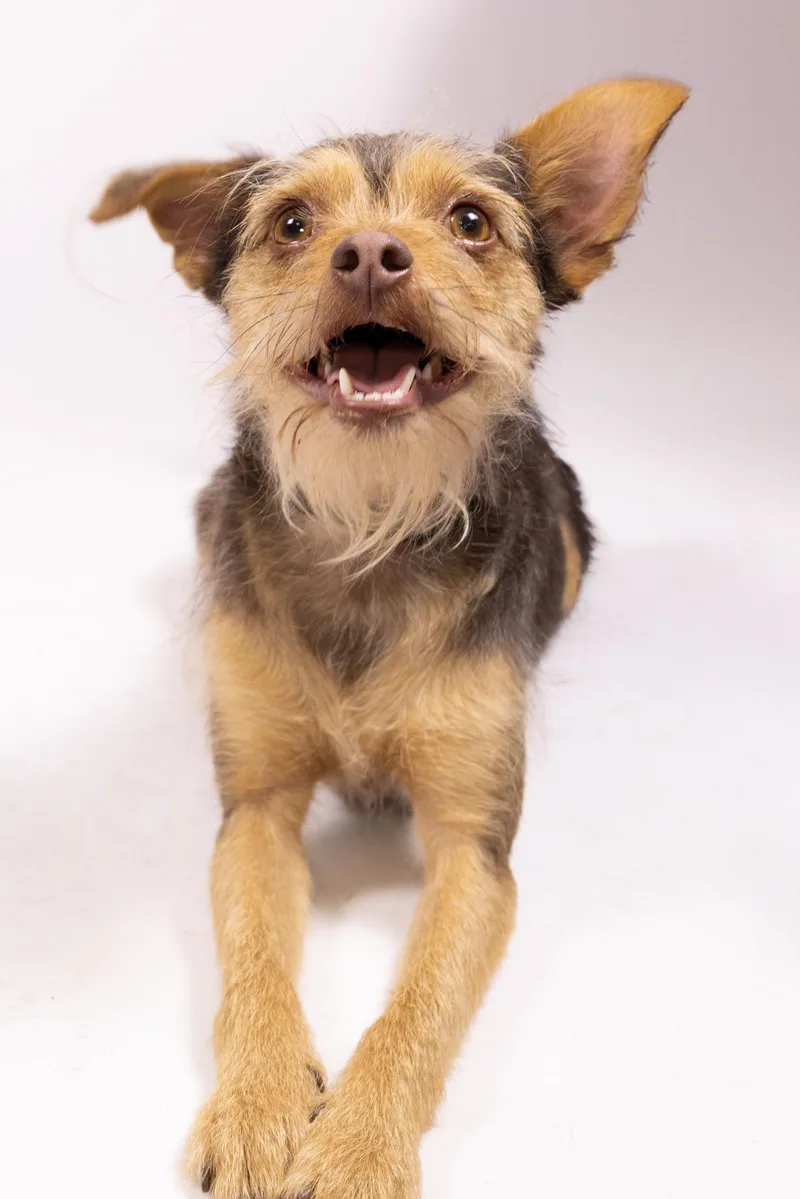 Minnie And Her Handsome thumbnail 2